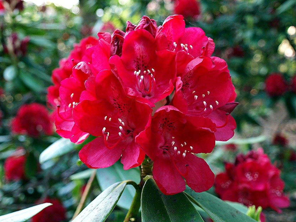 Rhododendron (Thomsonii Group) 'Bagshot Ruby'