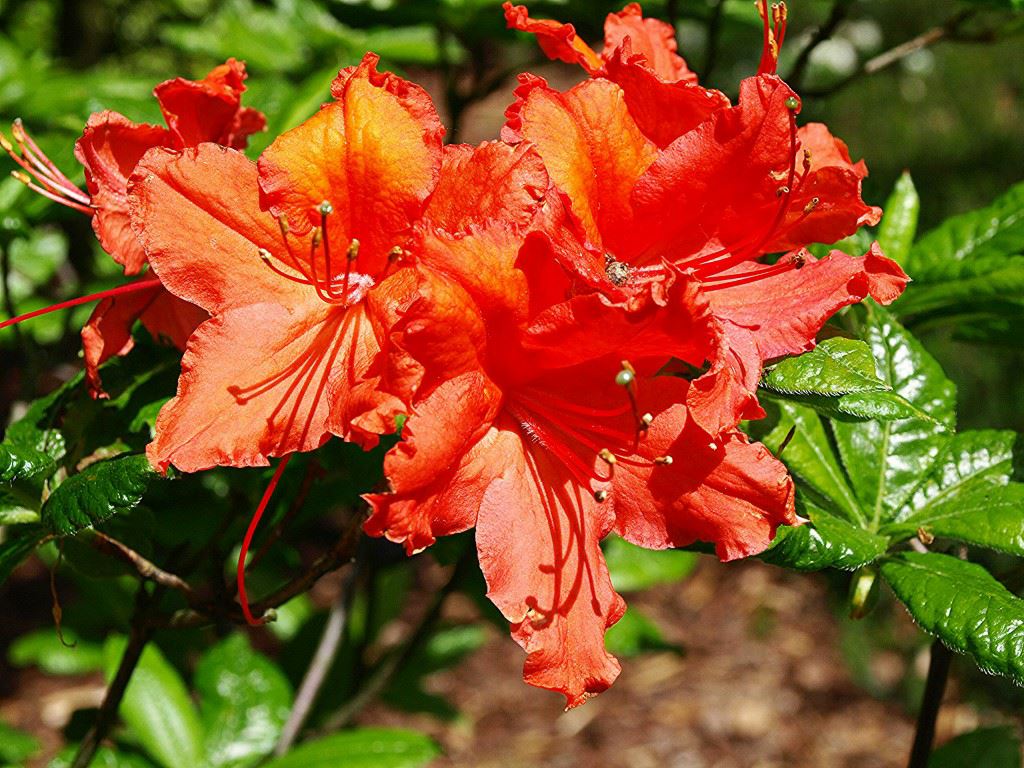 Rhododendron (Knaphill-Exbury Azalea Group) 'Balzac' - Azalea