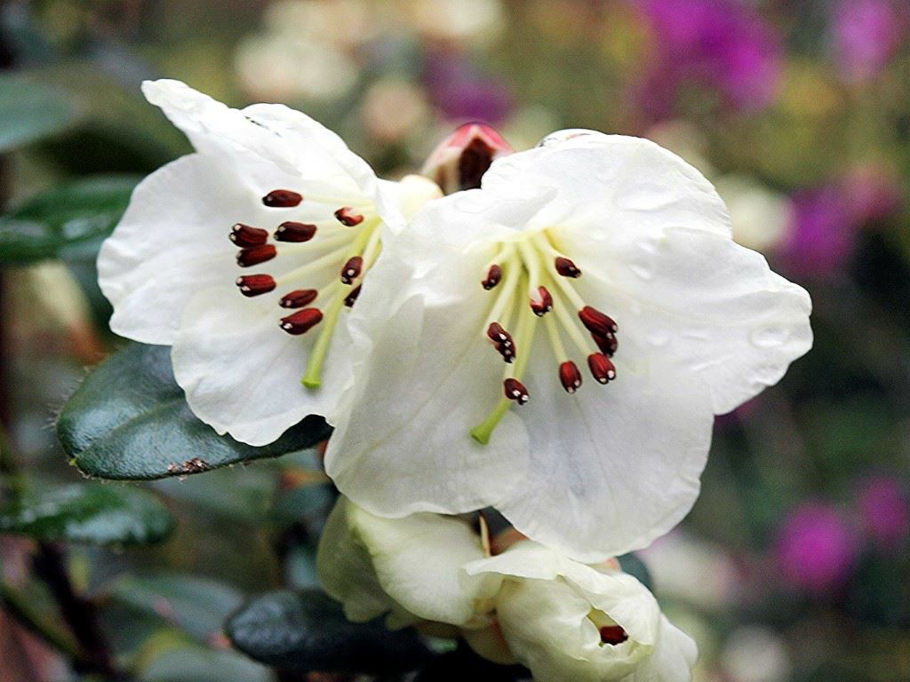 Rhododendron 'Bric-à-brac'