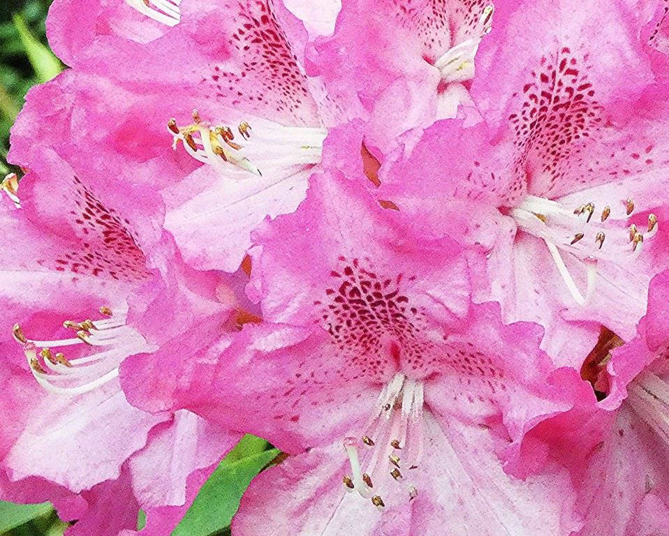 Rhododendron (Catawbiense Group) 'Caractacus'