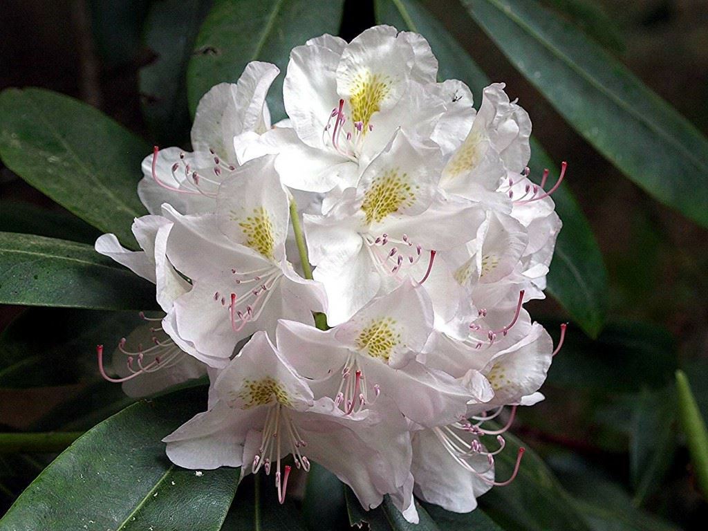 Rhododendron (Catawbiense Group) 'Catawbiense Album' - Holbladige rododendron