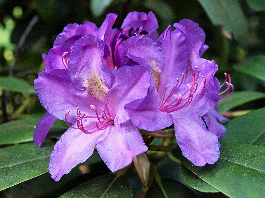 Rhododendron (Catawbiense Group) 'Catawbiense Boursault' - Holbladige rododendron