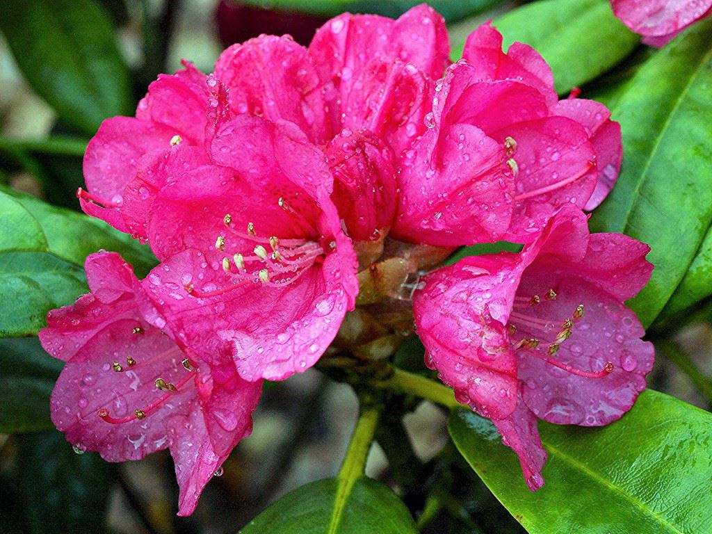 Rhododendron degronianum - Rhododendron
