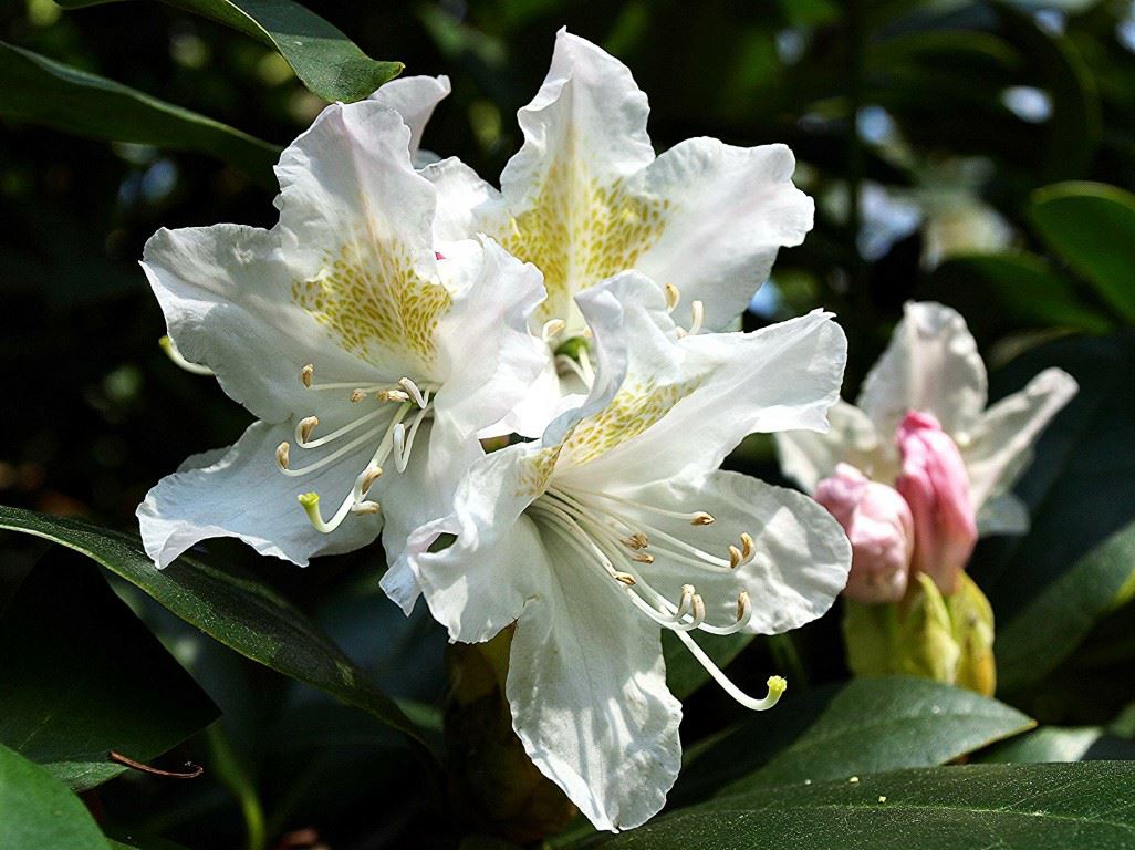 Rhododendron (Caucasicum Group) 'Cunningham's White'