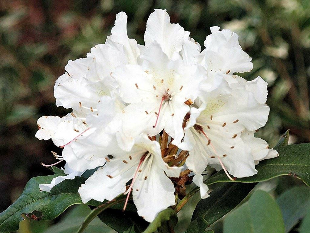 Rhododendron (Caucasicum Group) 'Euterpe'