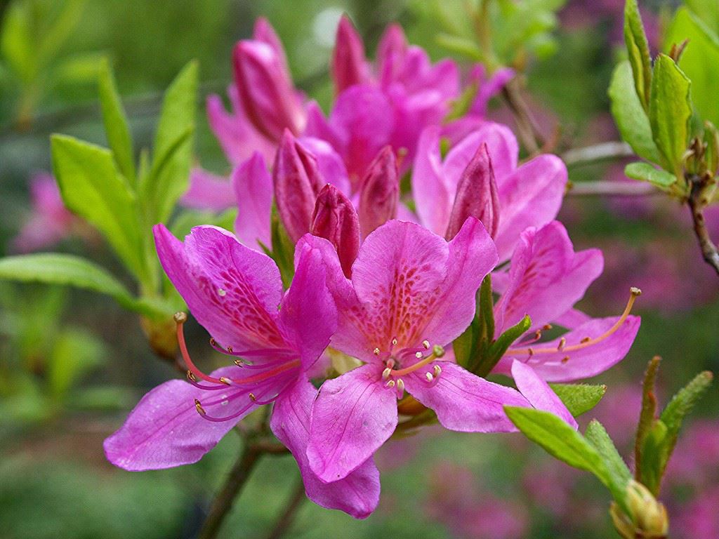 Rhododendron 'Fraseri Group'
