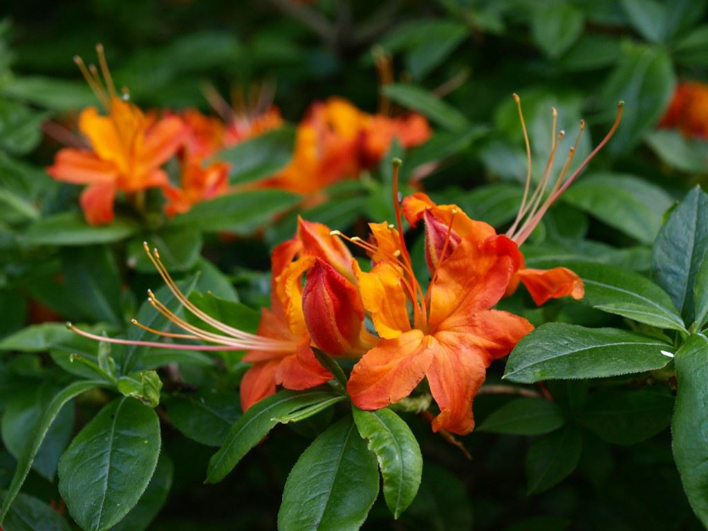 Rhododendron (Ghent Azalea Group) 'Gloria Mundi' - Azalea
