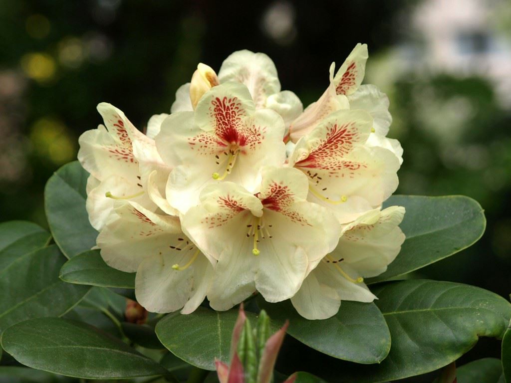 Rhododendron (Wardii Group) 'Gold Bucket'