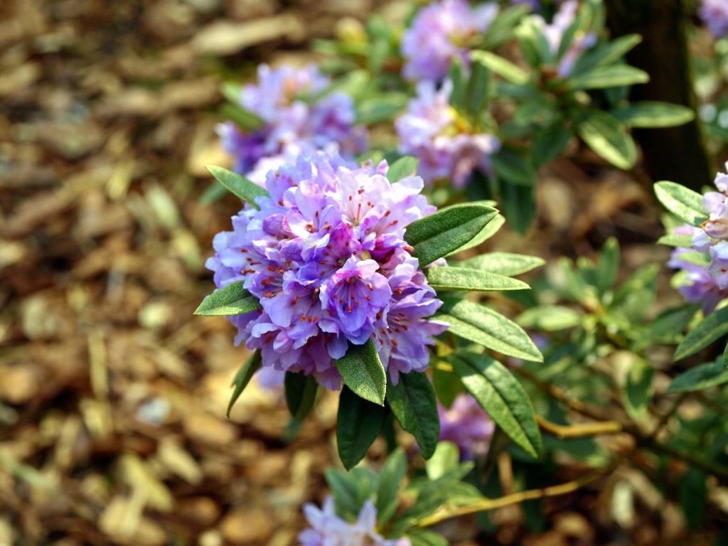 Rhododendron hippophaeoides - Rododendron