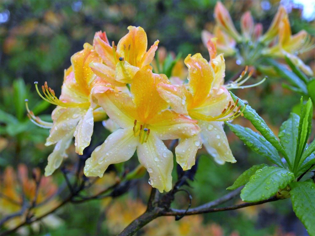Rhododendron (Ghent Azalea Group) 'Hollandia' - Azalea