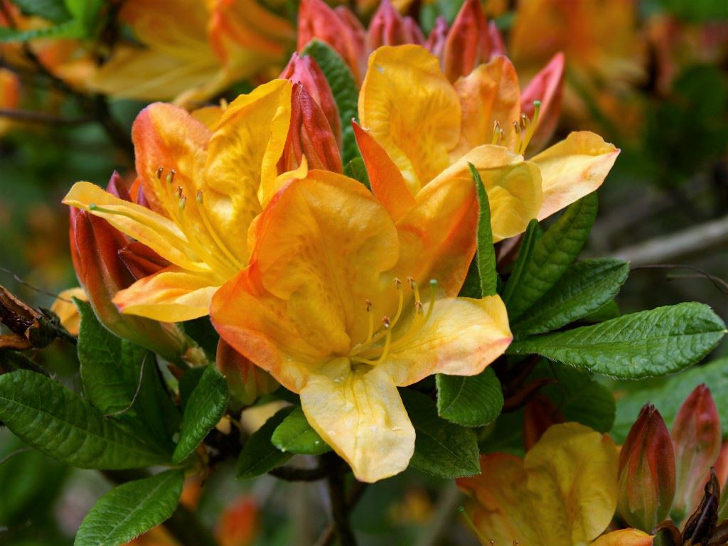 Rhododendron (Mollis Azalea Group) 'Hortulanus H. Witte' - Azalea