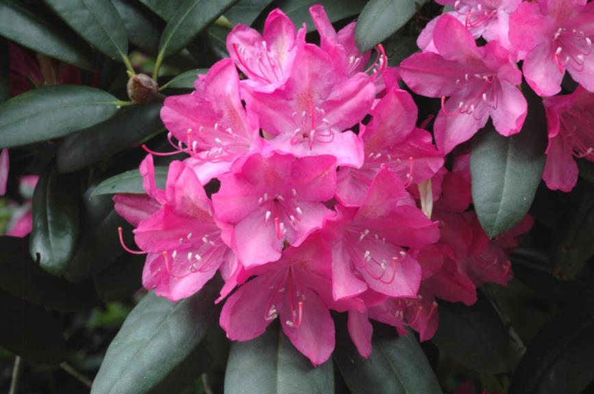 Rhododendron (Catawbiense Group) 'Roseum Elegans'