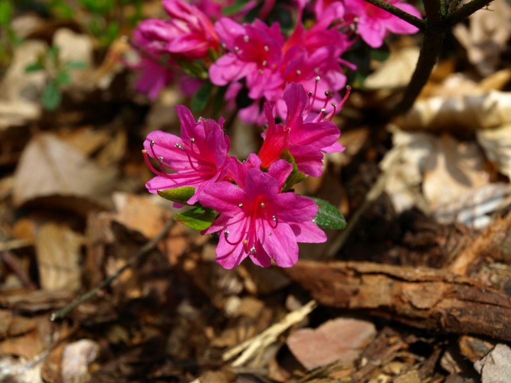 Rhododendron kiusianum - Japanse azalea