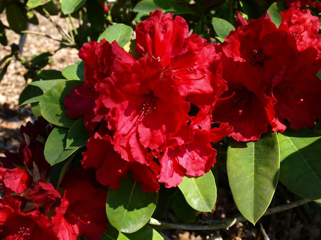 Rhododendron (Catawbiense Group) 'Lord Roberts'