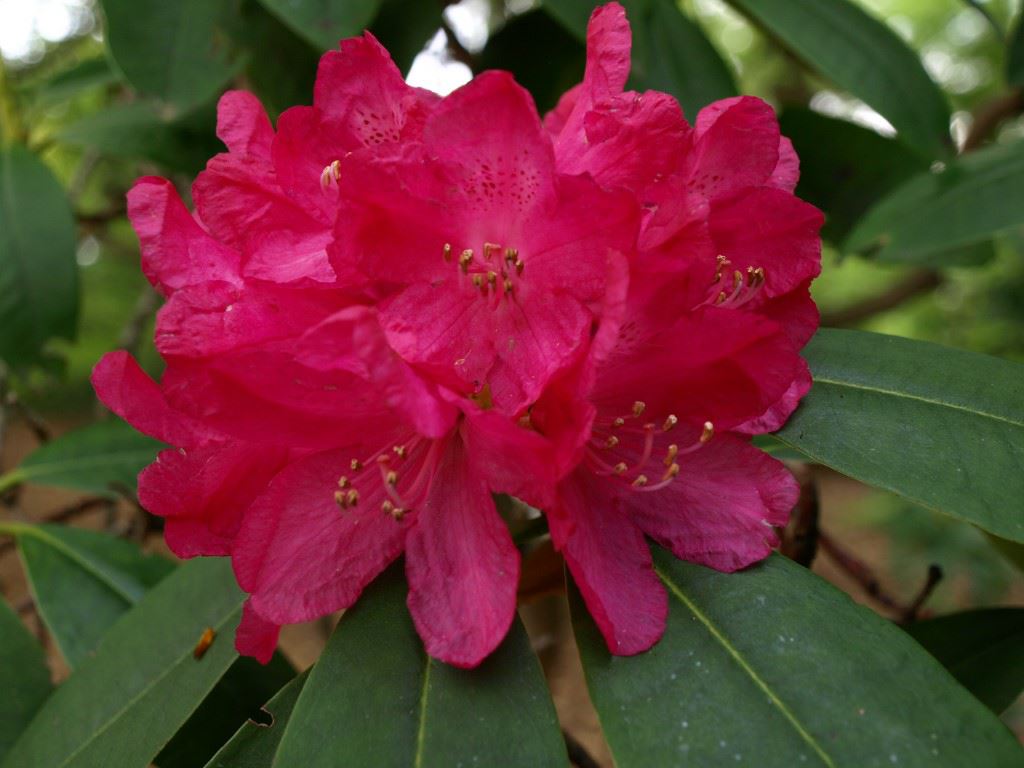 Rhododendron (Caucasicum Group) 'Madame Ida Rubenstein' - Rododendron