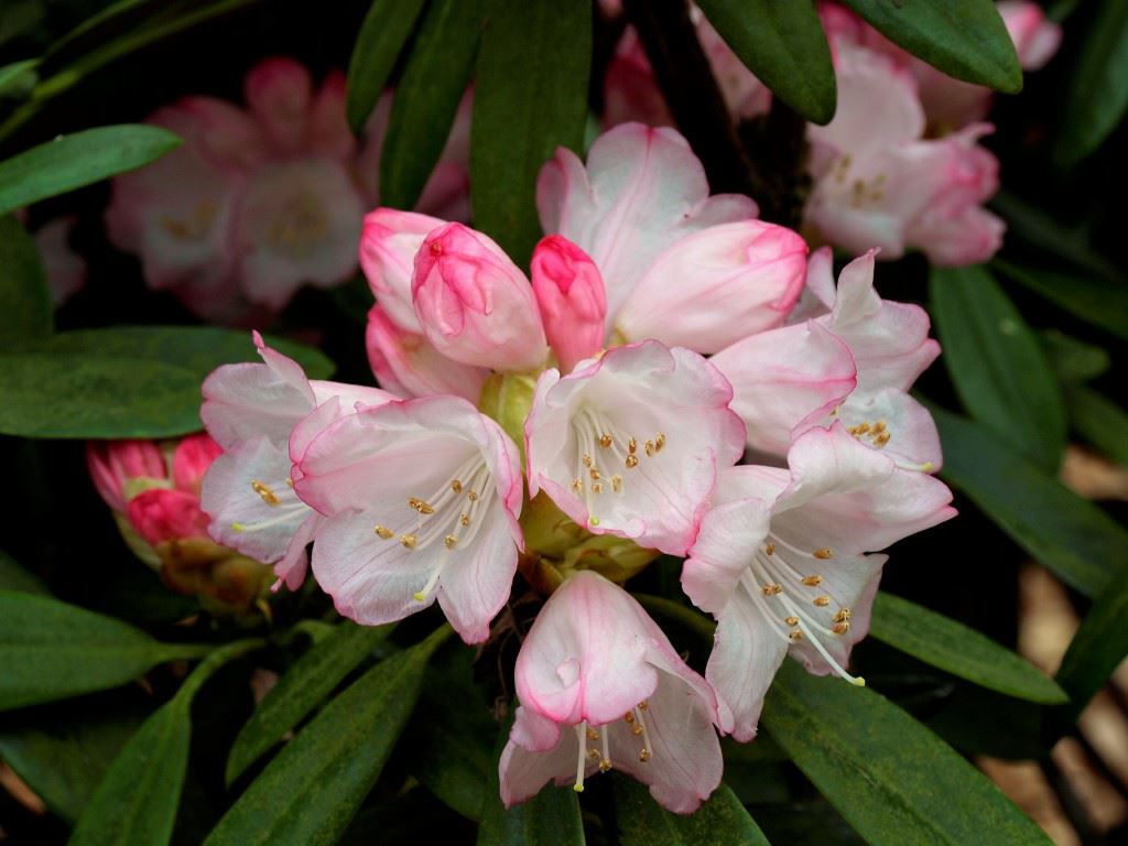 Rhododendron makinoi - Rhododendron
