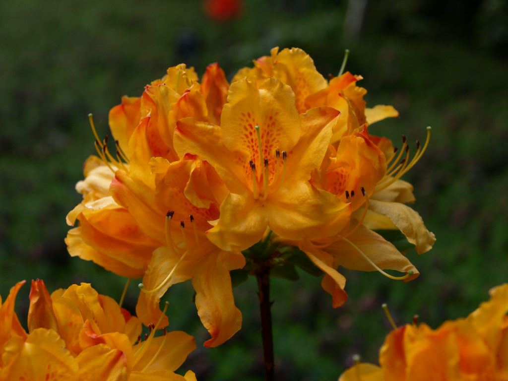 Rhododendron molle - Chinese azalea