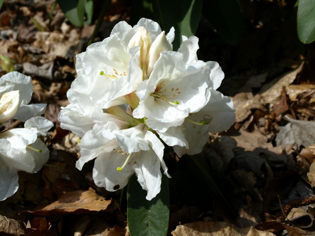 Rhododendron 'Mount Everest'