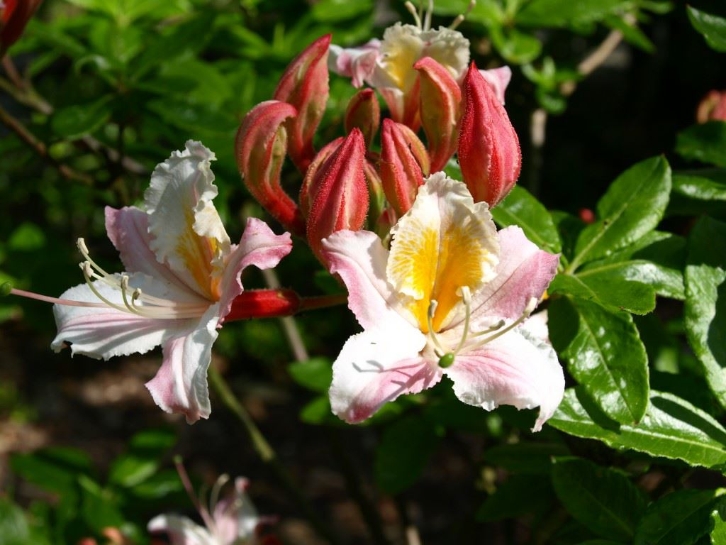 Rhododendron occidentale - Azalea