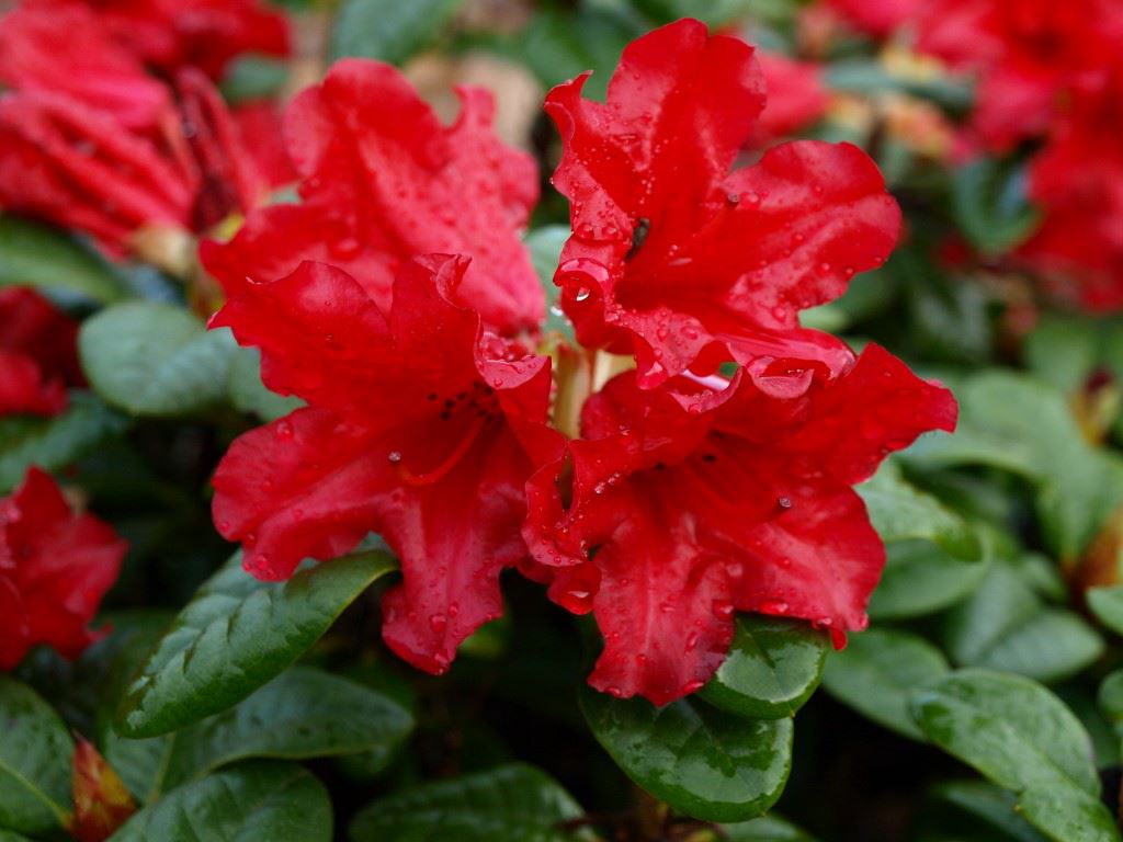 Rhododendron (Forrestii Group) 'Scarlet Wonder' - Rhododendron