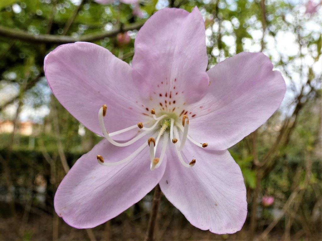 Rhododendron schlippenbachii - Azalea