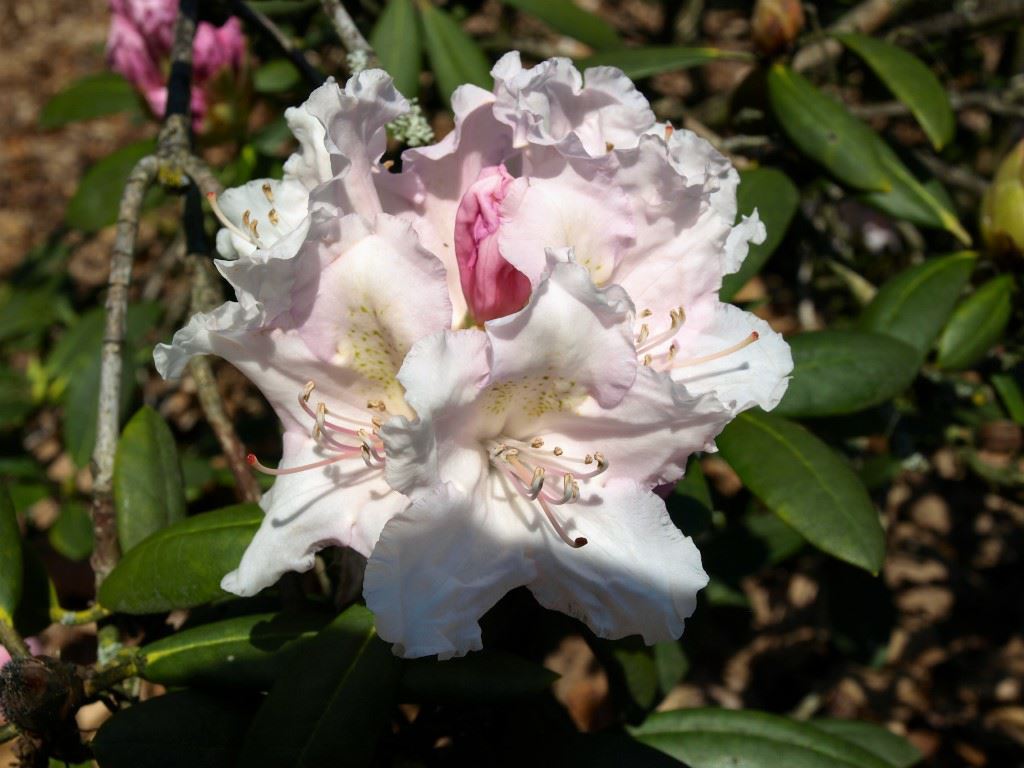 Rhododendron 'Schneewolke' - Rhododendron
