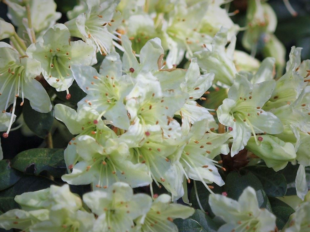 Rhododendron (Keiskei Group) 'Shamrock'