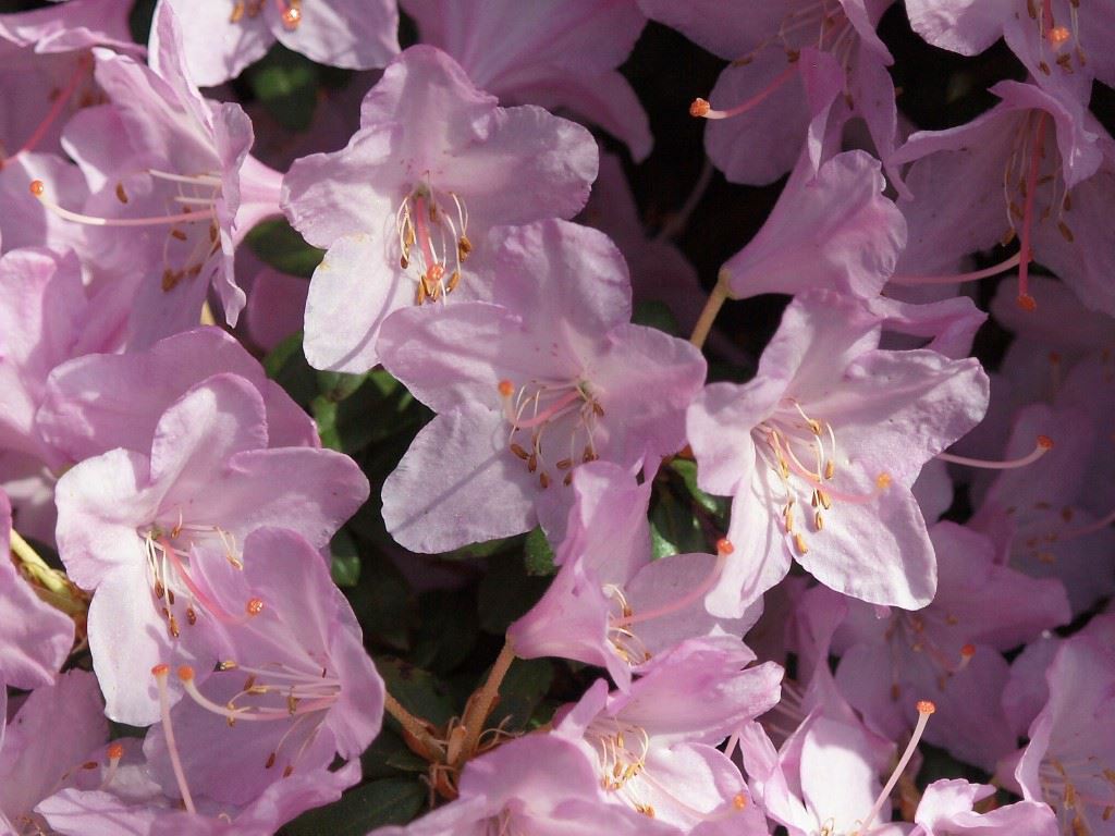 Rhododendron 'Snipe'