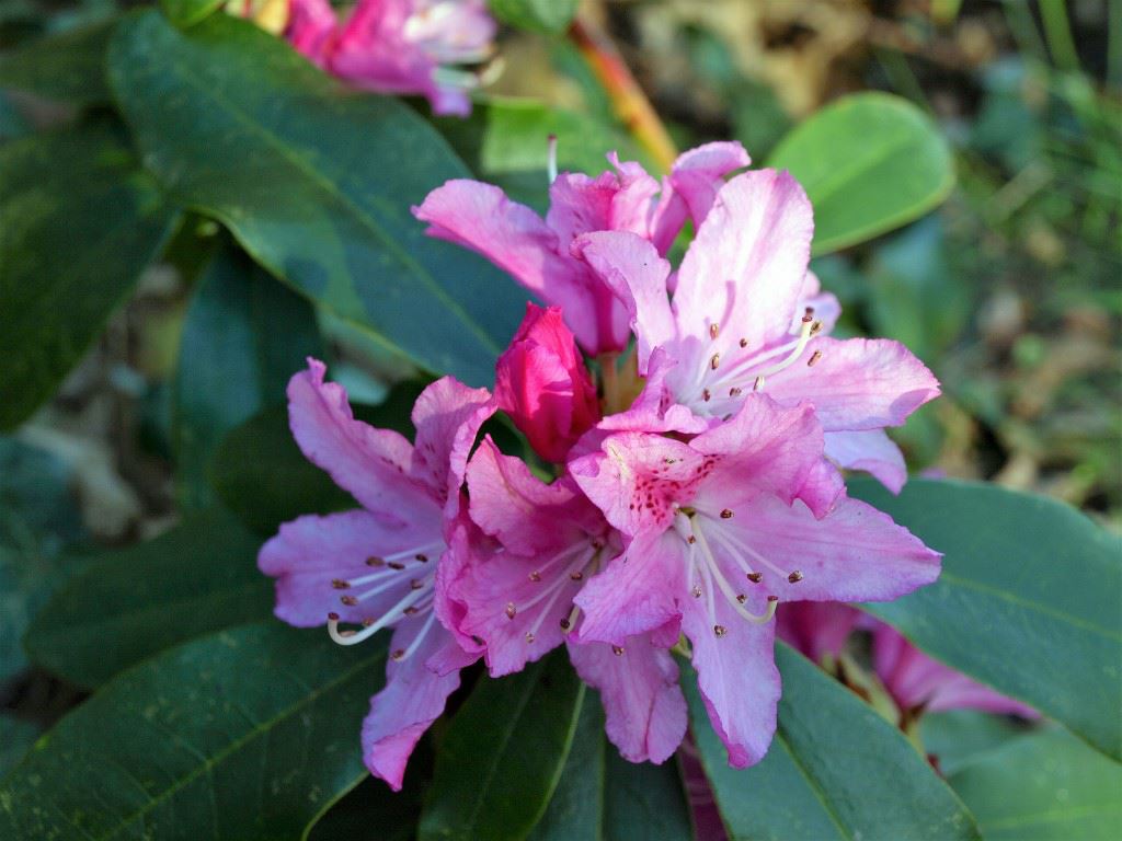 Rhododendron (Catawbiense Group) 'Van der Hoop' - Rododendron