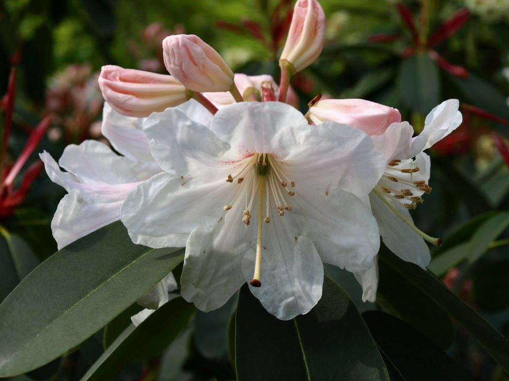 Rhododendron vernicosum