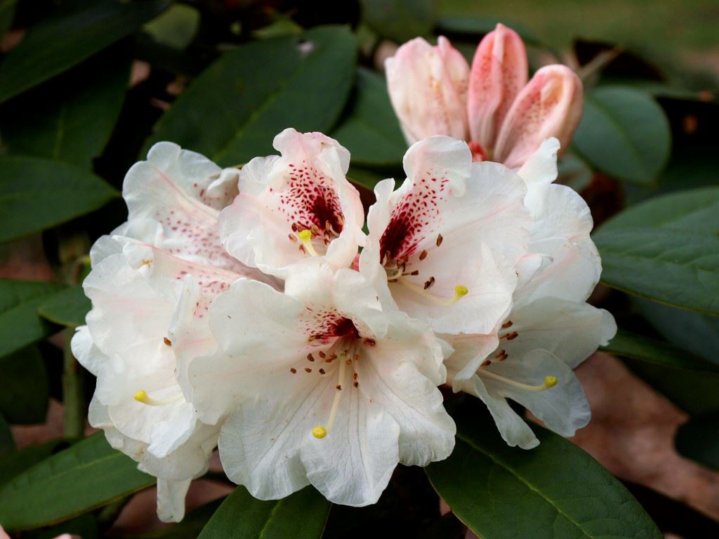 Rhododendron wasonii