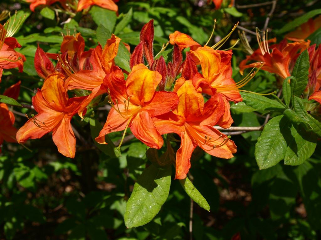 Rhododendron (Ghent Azalea Group) 'Willem III' - Azalea