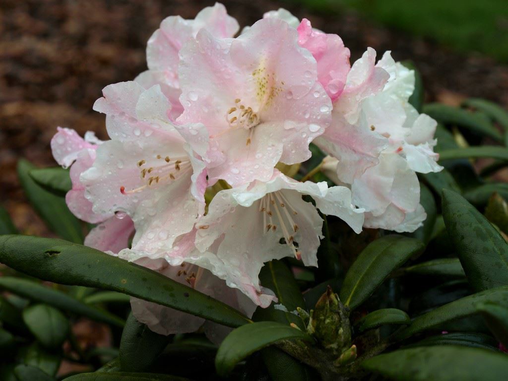 Rhododendron yakushimanum 'Esveld Select' - Rhododendron