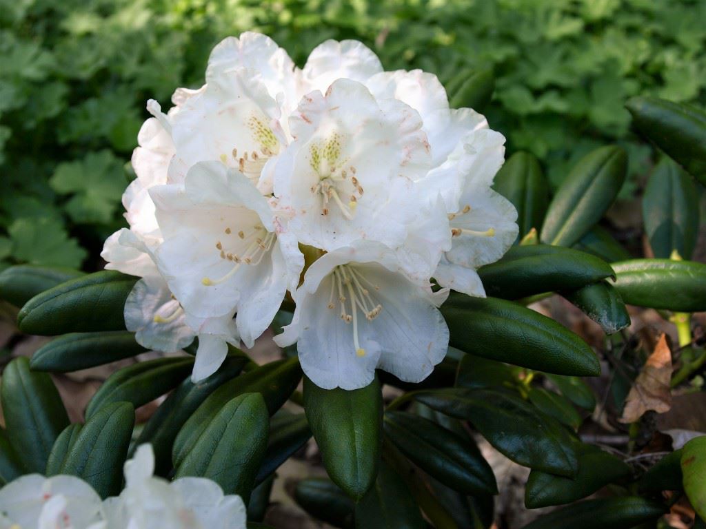 Rhododendron (Yakushimanum Group) 'Koichiro Wada' - Rhododendron