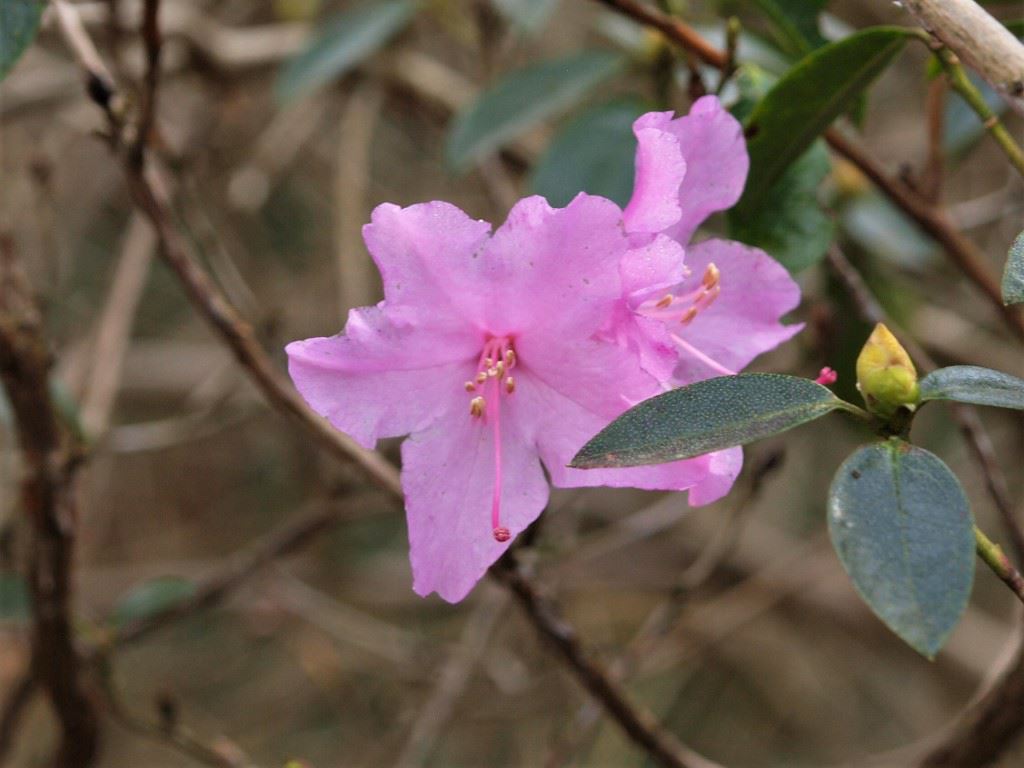 Rhododendron 'Praecox' - Voorjaarsazalea