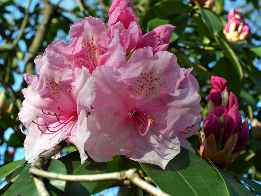 Rhododendron 'Professor Hugo de Vries'