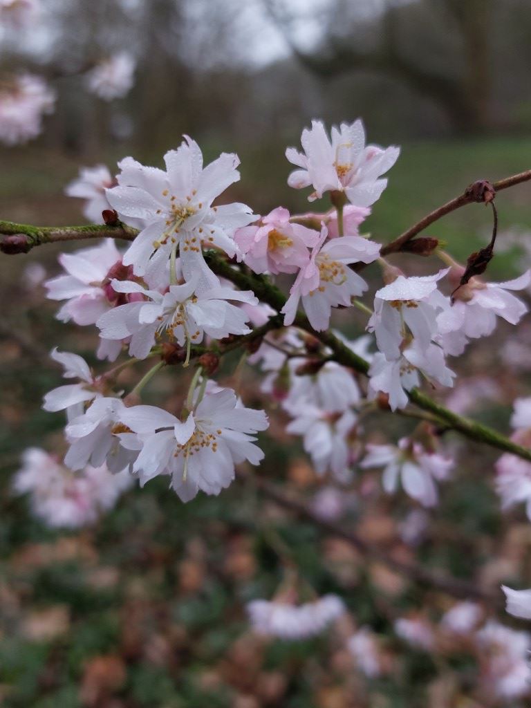 Prunus ×subhirtella 'Autumnalis Rosea' - Winterbloeiende kers