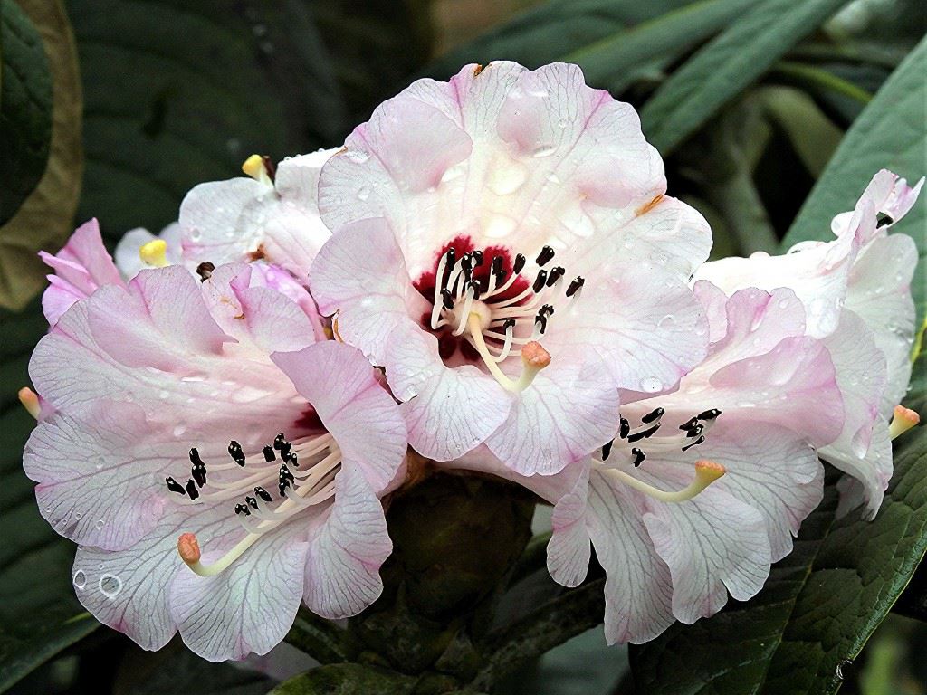 Rhododendron kesangiae - Rhododendron