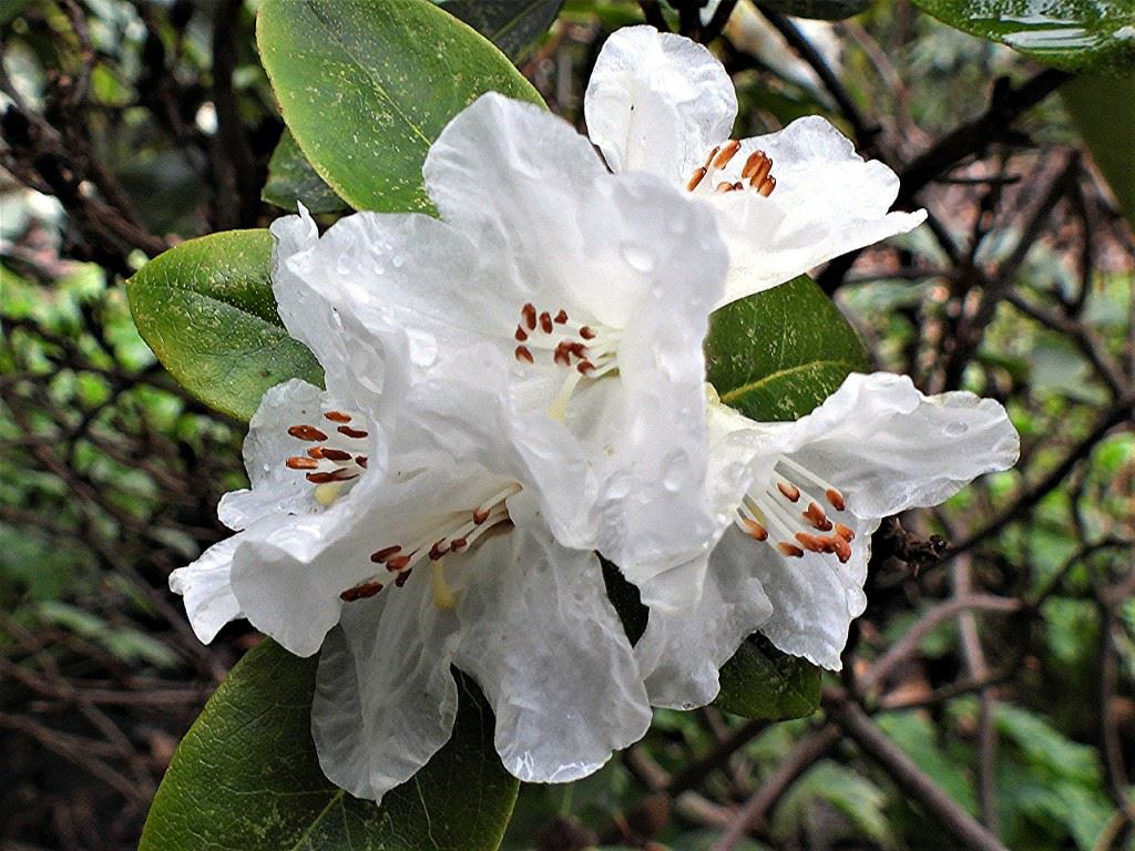 Rhododendron 'Naomi Early Dawn'