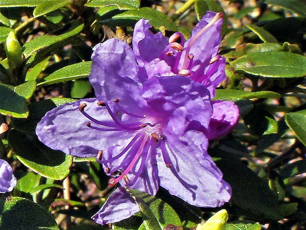 Rhododendron (Lapponicum Group) 'Night Sky' - Rododendron