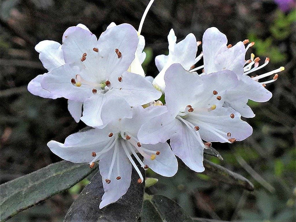 Rhododendron hemitrichotum - Rododendron