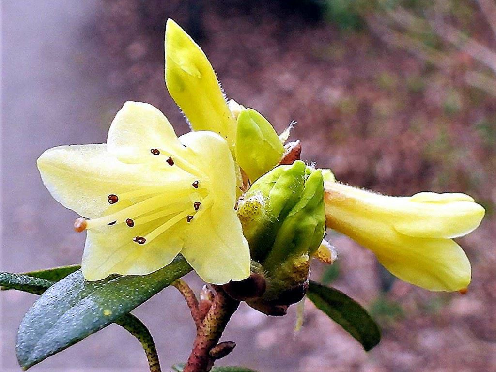 Rhododendron (Lapponicum Group) 'Yellow Hammer' - Rododendron