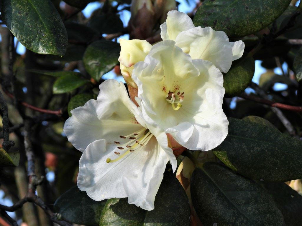 Rhododendron 'Rothenburg'