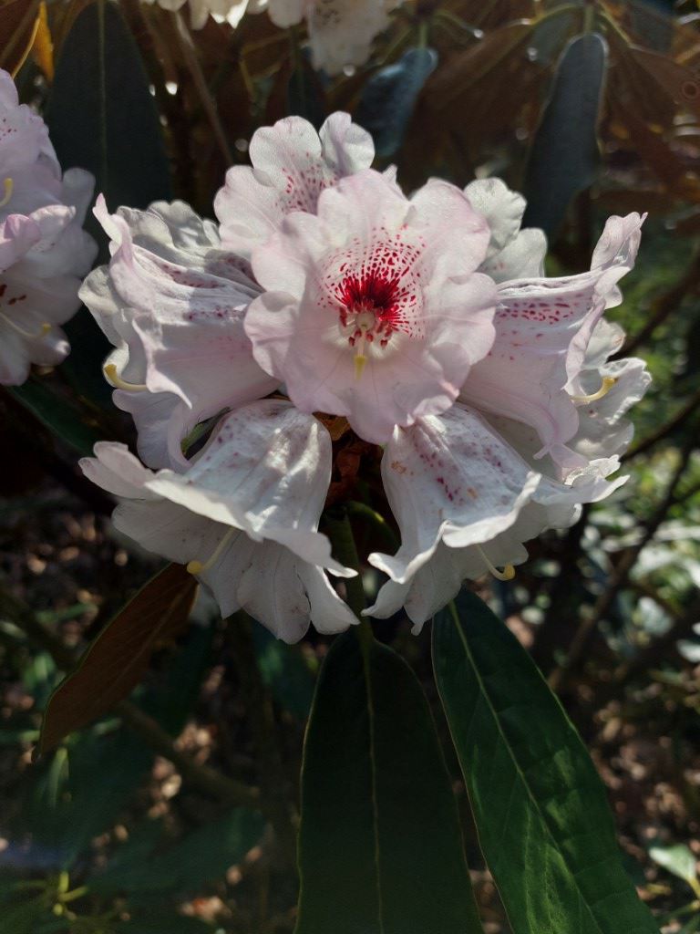 Rhododendron ×rex (Falconera Group) (Kruising) - Rhododendron