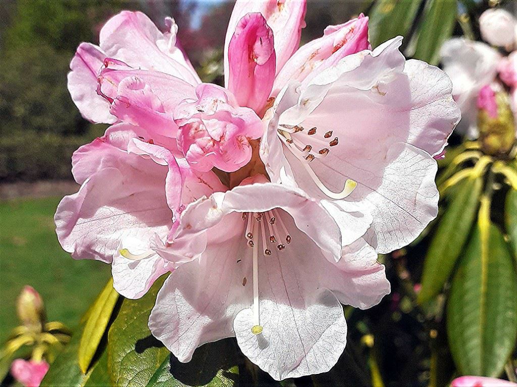 Rhododendron faberi