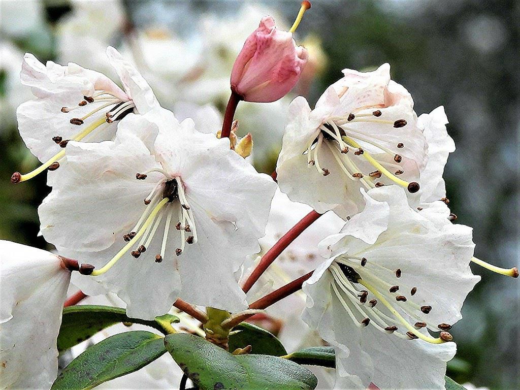 Rhododendron (Williamsianum Group) 'Everlasting'