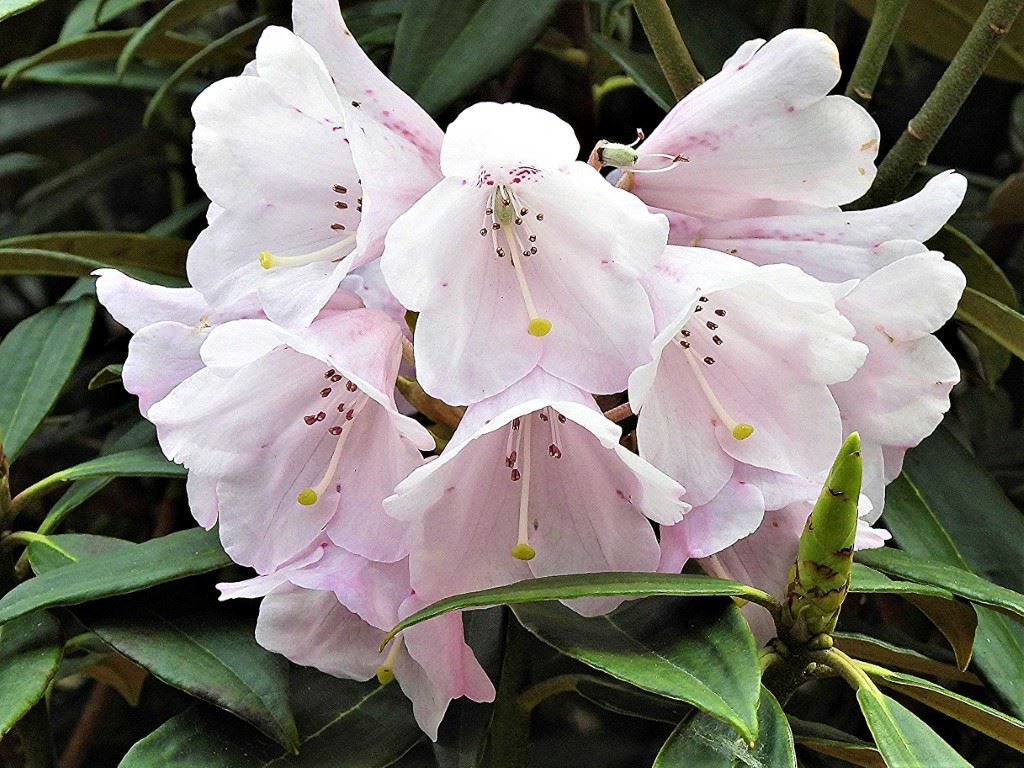 Rhododendron longipes