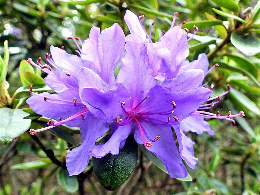 Rhododendron (Lapponicum Group) 'Penheale Blue' - Rododendron