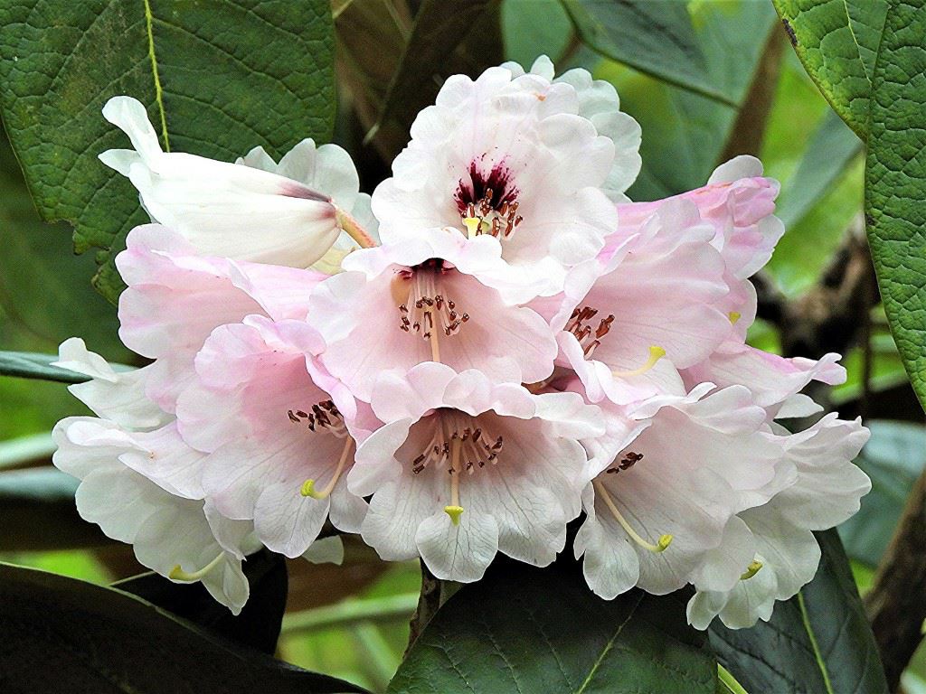 Rhododendron rex - Rhododendron