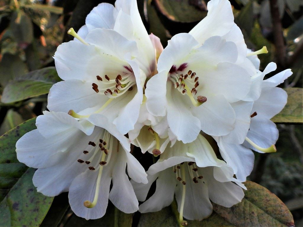 Rhododendron watsonii - Rhododendron